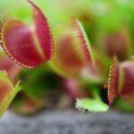 découvrez la dionaea muscipula, également connue sous le nom de plante carnivore venus flytrap. apprenez tout sur ses caractéristiques uniques, ses besoins en culture et comment entretenir cette plante fascinante qui capture des insectes grâce à ses feuilles en forme de mâchoires.