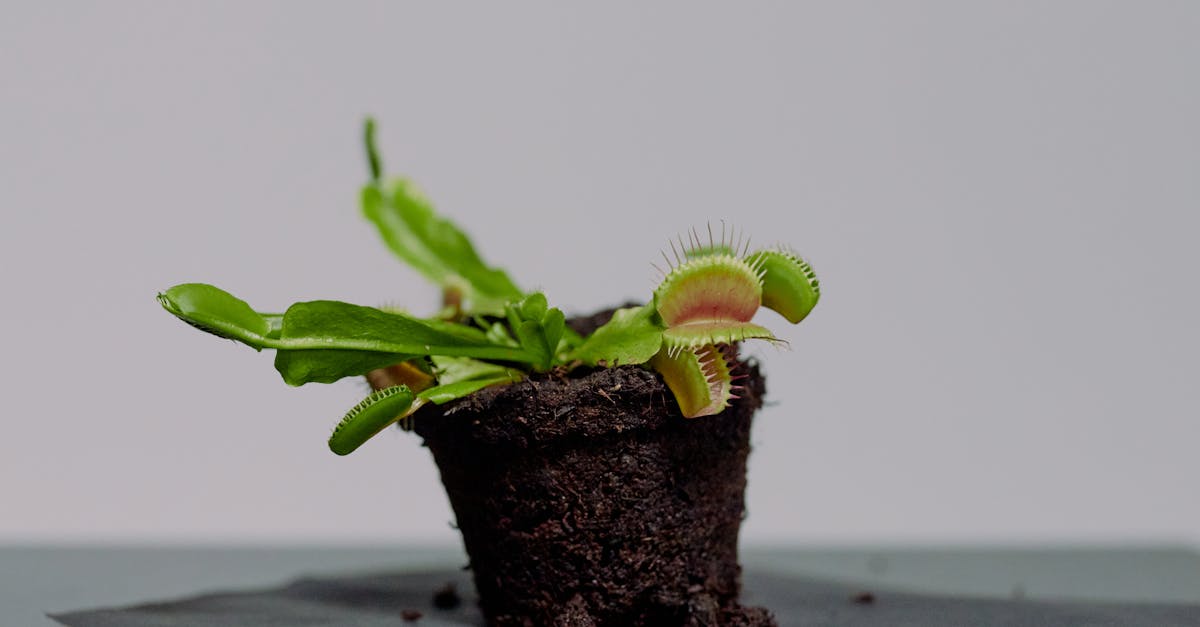 découvrez la dionaea muscipula, également connue sous le nom de plante carnivore piège à mouches, célèbre pour ses feuilles en forme de piège qui se ferment rapidement pour attraper des insectes. apprenez à cultiver et entretenir cette plante fascinante, idéale pour ajouter une touche d'exotisme à votre intérieur.