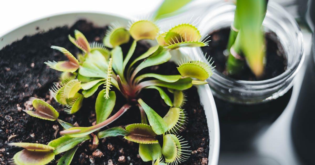 découvrez la dionaea muscipula, également connue sous le nom de plante carnivore ou attrape-mouches de venus. cette plante fascinante, originaire des marais de caroline du nord et du sud, est célèbre pour ses feuilles en forme de piège qui capturent les insectes. explorez ses caractéristiques uniques, ses besoins en culture et apprenez à en prendre soin pour ajouter une touche exotique à votre intérieur.