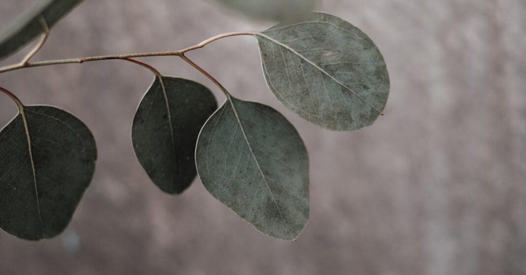 découvrez les bienfaits et les propriétés de l'eucalyptus, une plante fascinante aux multiples usages, tant pour la santé que pour le bien-être. apprenez à l'utiliser dans votre quotidien grâce à nos conseils pratiques et astuces.