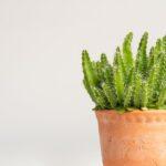 Tout savoir sur l'entretien de la euphorbe découvrez nos conseils essentiels pour prendre soin de votre euphorbia. de l'arrosage à l'exposition lumineuse, apprenez à cultiver cette plante fascinante pour en tirer le meilleur parti tout en préservant sa beauté naturelle.