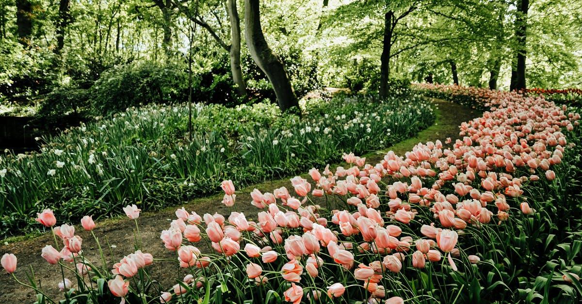 découvrez le sentier fleuri, une balade enchanteuse au cœur de la nature. admirez la beauté des fleurs et laissez-vous séduire par les couleurs éclatantes et les doux parfums qui vous entourent. une expérience idéale pour les amoureux de la nature et les passionnés de photographie.
