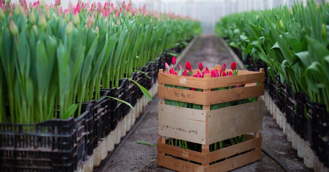 découvrez le chemin fleuri, un espace enchanteur où la beauté des fleurs s'épanouit. promenez-vous au milieu de couleurs éclatantes et d'arômes envoûtants, idéal pour une escapade romantique ou un moment de sérénité en pleine nature.