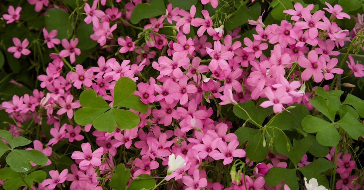 découvrez le sentier fleuri, une invitation à la découverte de la beauté naturelle. flânez parmi les fleurs colorées et laissez-vous envoûter par les senteurs envoûtantes qui font de ce chemin un véritable havre de paix et de sérénité.