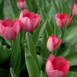 découvrez notre vaste sélection de parterres de fleurs pour embellir votre jardin. apprenez à choisir les meilleures plantes, à créer des compositions uniques, et à entretenir vos floraisons tout au long de l'année.