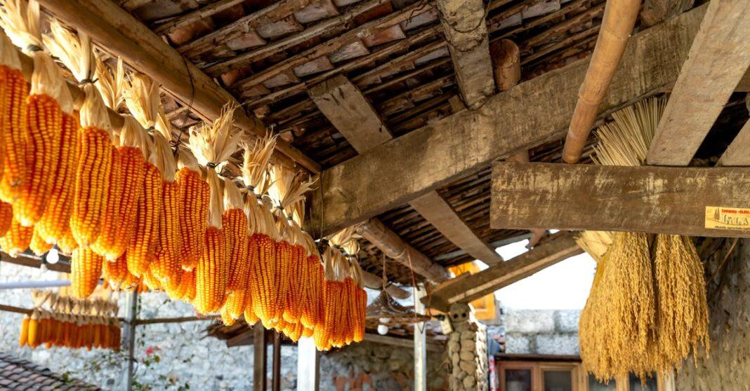 découvrez les principes de l'autosuffisance alimentaire : apprenez à cultiver vos propres légumes, à élever des animaux et à mener un mode de vie durable en harmonie avec la nature. adoptez des pratiques écoresponsables et repartez vers une alimentation saine et locale.