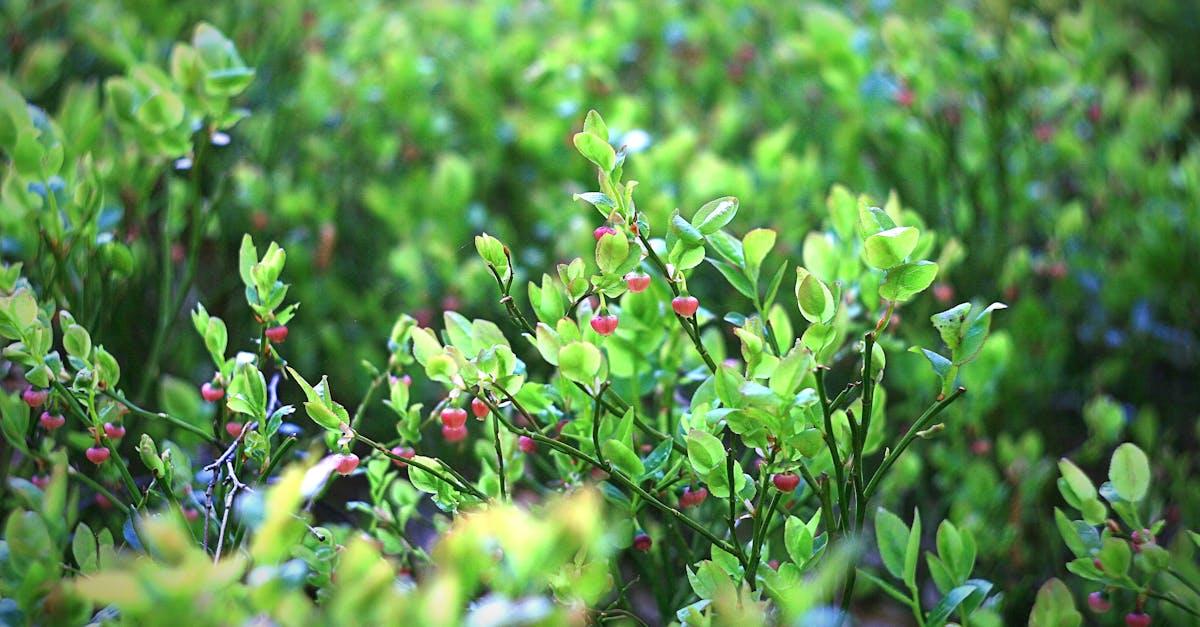 découvrez comment protéger vos buissons fruitiers des intempéries et des ravageurs grâce à nos conseils pratiques et astuces efficaces. assurez une récolte abondante et saine en préservant vos plantes des menaces extérieures.