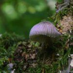 Contrôler Les Mouches Du Terreau : 6 Astuces Naturelles découvrez tout sur les moucherons de terreau, appelés 'fungus gnats'. apprenez à identifier ces nuisibles, leurs comportements et des solutions efficaces pour les éliminer de vos plantes d'intérieur et de votre jardin.