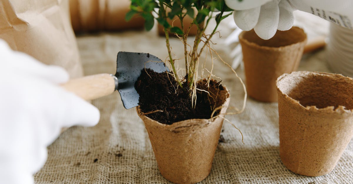 découvrez nos services de maintenance de jardins pour un espace extérieur toujours verdoyant et accueillant. nos experts en jardinage s'occupent de l'entretien, de la taille et de l'aménagement paysager pour sublimer votre jardin tout au long de l'année.