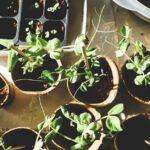 5 Indispensables Pour Jardiner Comme Un Pro découvrez l'art du jardinage : conseils pratiques, techniques de culture, choix des plantes et astuces pour un jardin florissant. transformez votre espace extérieur en un véritable havre de paix.