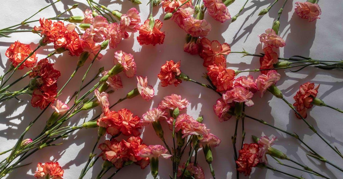 découvrez notre sélection de cadeaux de jardinage parfaits pour les passionnés de plantes. que ce soit pour un anniversaire, une fête ou simplement pour faire plaisir, trouvez des outils, des accessoires et des kits qui raviront tous les jardiniers.