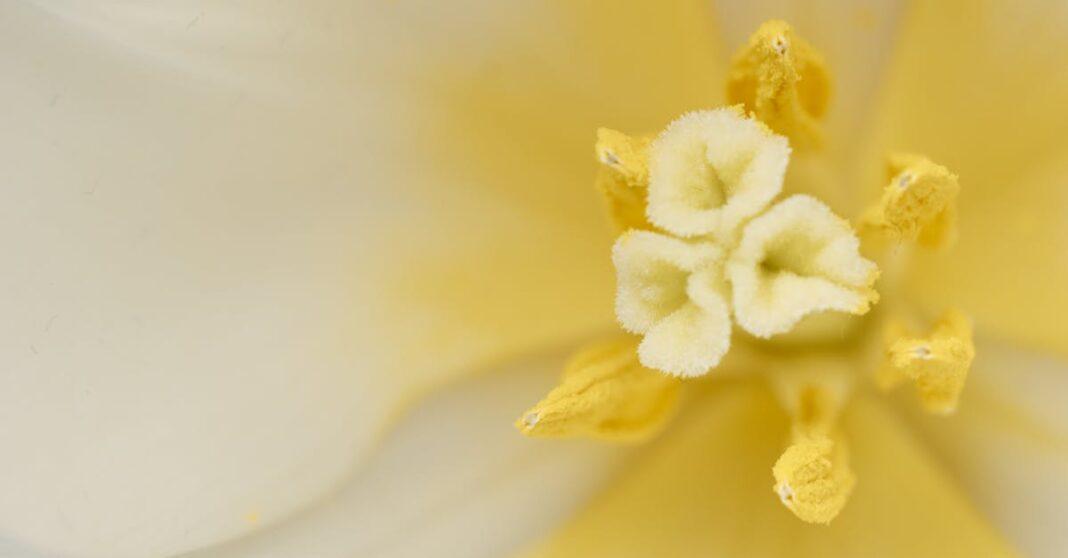 découvrez notre sélection de cadeaux pour les passionnés de jardinage ! que ce soit des outils innovants, des plantes rares ou des accessoires tendance, trouvez le cadeau parfait qui fera fleurir le bonheur de vos proches. idéal pour toute occasion !