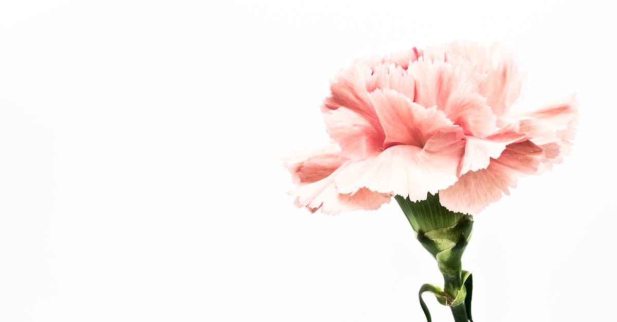 découvrez les meilleurs cadeaux de jardinage pour les passionnés de la nature. que ce soit des outils, des accessoires ou des plantes, trouvez l'inspiration pour faire plaisir à vos proches et embellir leur jardin.