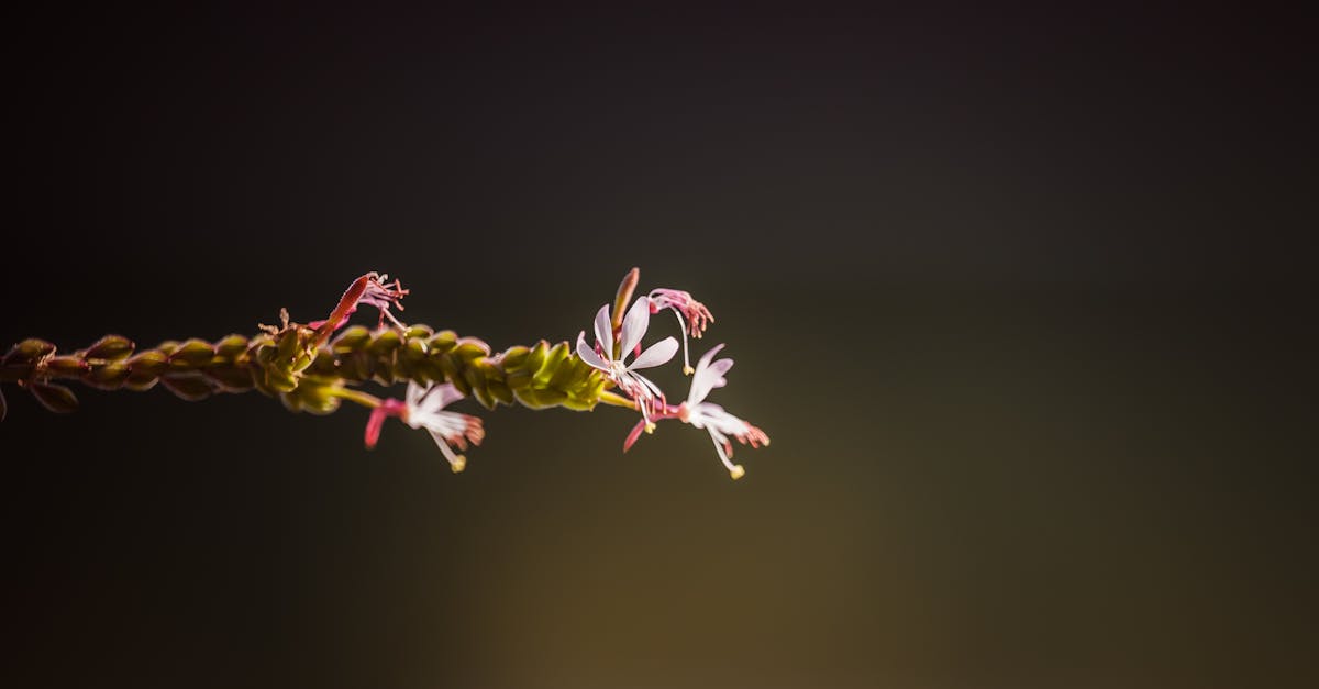 découvrez la gaura, une plante vivace à fleurs délicates et aériennes qui embellit votre jardin tout au long de l'été. apprenez à l'intégrer dans votre aménagement paysager grâce à nos conseils et astuces.