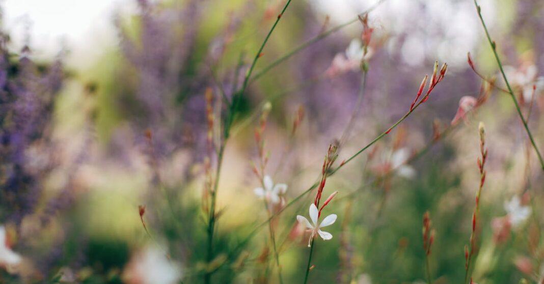 découvrez le gaura, une plante vivace fascinante qui apporte une touche de légèreté et de couleur à votre jardin. appréciée pour ses fleurs délicates et sa facilité d'entretien, le gaura embellit les jardins tout en attirant papillons et abeilles. idéale pour les massifs ou en bordures, cette plante apprécie le soleil et s'adapte aussi bien aux sols pauvres qu'aux terrains plus riches.