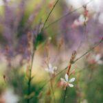 Tout savoir sur la culture du gaura découvrez le gaura, une plante vivace fascinante qui apporte une touche de légèreté et de couleur à votre jardin. appréciée pour ses fleurs délicates et sa facilité d'entretien, le gaura embellit les jardins tout en attirant papillons et abeilles. idéale pour les massifs ou en bordures, cette plante apprécie le soleil et s'adapte aussi bien aux sols pauvres qu'aux terrains plus riches.