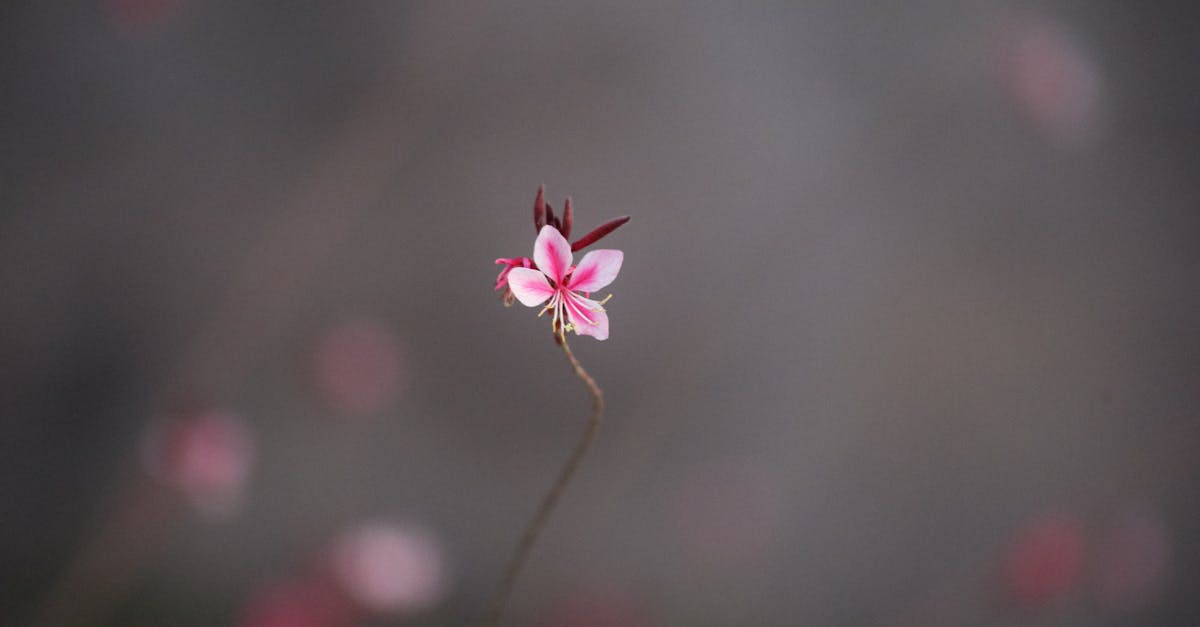 découvrez la gaura, une plante ornementale captivante aux fleurs délicates et légères, parfaite pour embellir vos jardins et balcons. apprenez-en plus sur ses caractéristiques, son entretien et comment l'intégrer harmonieusement dans vos aménagements extérieurs.