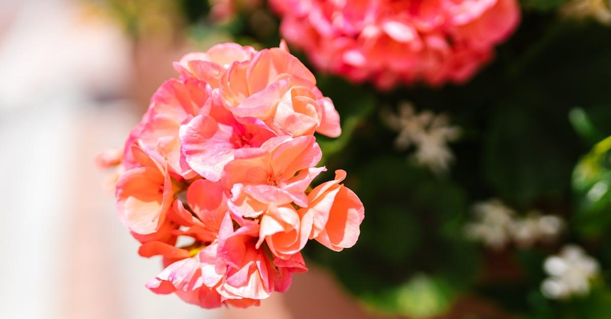 découvrez tout sur le géranium : ses variétés, ses soins, et ses bienfaits pour votre jardin. apprenez comment cultiver cette plante vivace colorée et profitez de ses fleurs éclatantes tout au long de l'année.