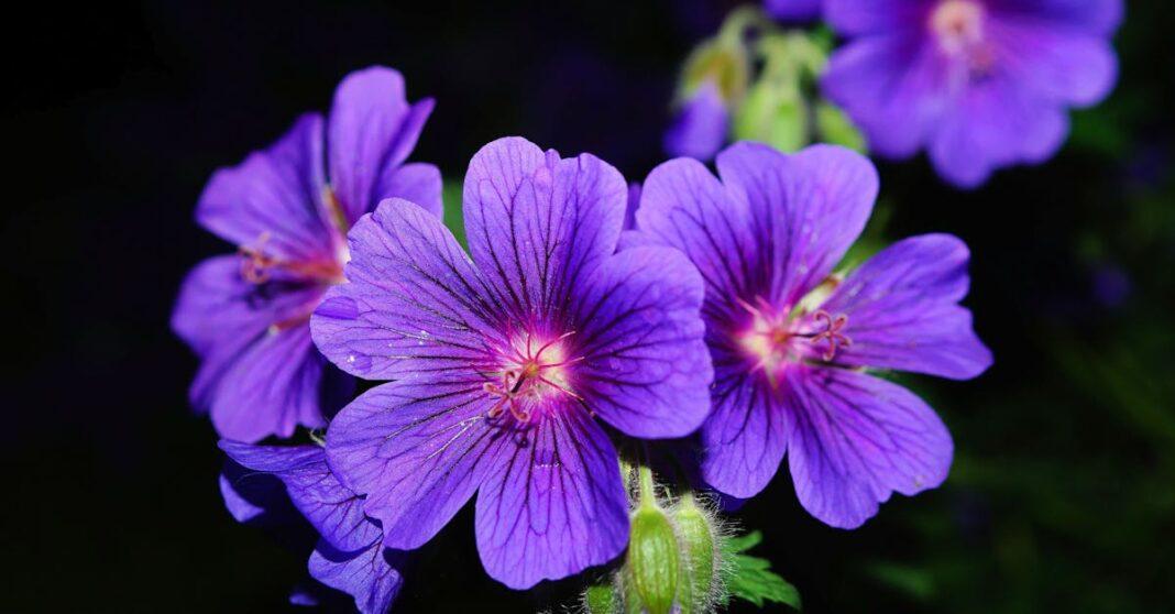 découvrez les bienfaits et les variétés du géranium, une plante vivace appréciée pour ses fleurs colorées et son parfum délicat. idéale pour embellir vos jardins et balcons, le géranium est aussi reconnu pour ses propriétés apaisantes en phytothérapie.