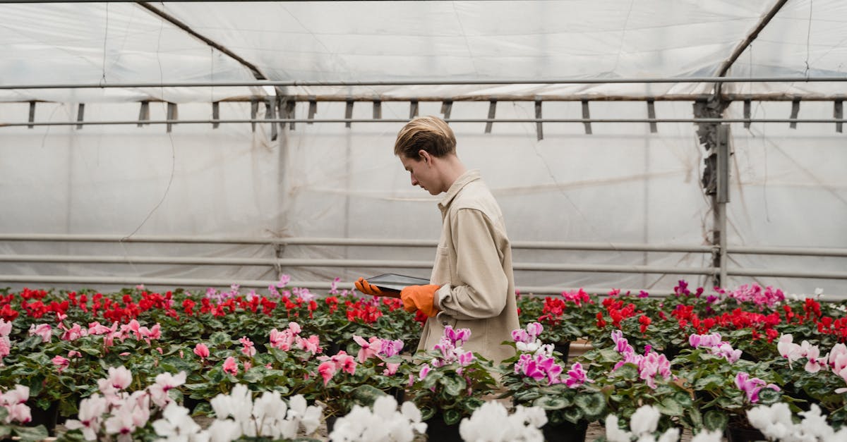découvrez le géranium, une plante ornementale prisée pour sa beauté éclatante et ses variétés colorées. apprenez à cultiver et entretenir ce florissant compagnon de jardin qui rehausse vos espaces extérieurs avec ses fleurs vibrantes et son parfum agréable.