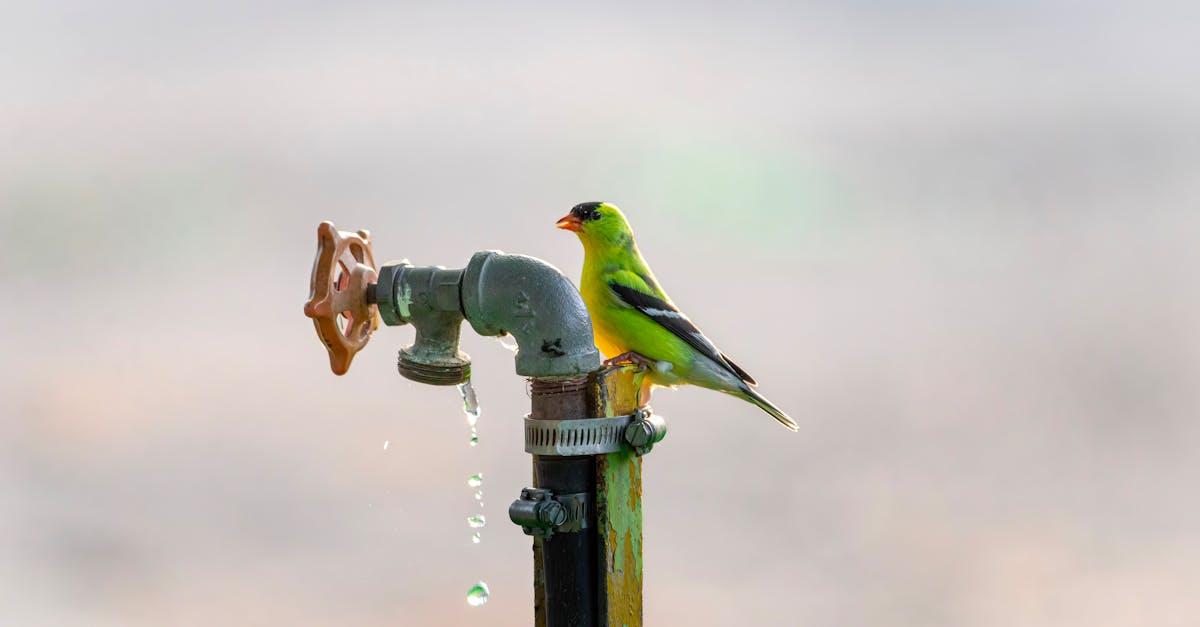 découvrez le monde fascinant du chardonneret, un oiseau aux plumages éclatants et aux chants mélodieux. explorez ses habitats, ses comportements et son rôle dans l'écosystème. plongez dans la beauté et la diversité de cette espèce remarquable.