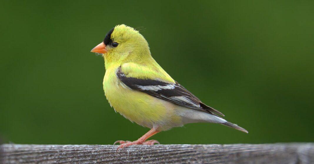 découvrez 'goldfinch', un roman captivant qui explore les thèmes de la perte, de l'amour et du destin à travers les yeux d'un jeune homme. suivez son parcours tumultueux après une tragédie marquante, et plongez dans une narration riche et émotive qui interroge la beauté et la souffrance de la vie.