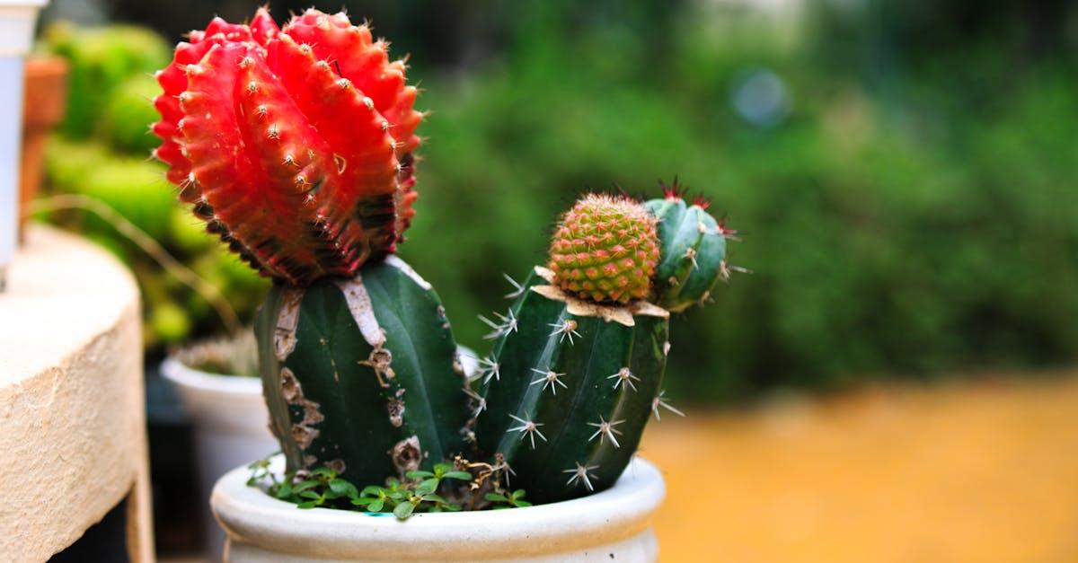 découvrez les techniques de greffage, un art ancestrale permettant de combiner différentes variétés de plantes pour obtenir des résultats exceptionnels. apprenez comment améliorer la croissance, la santé et la production de vos végétaux grâce au greffage.