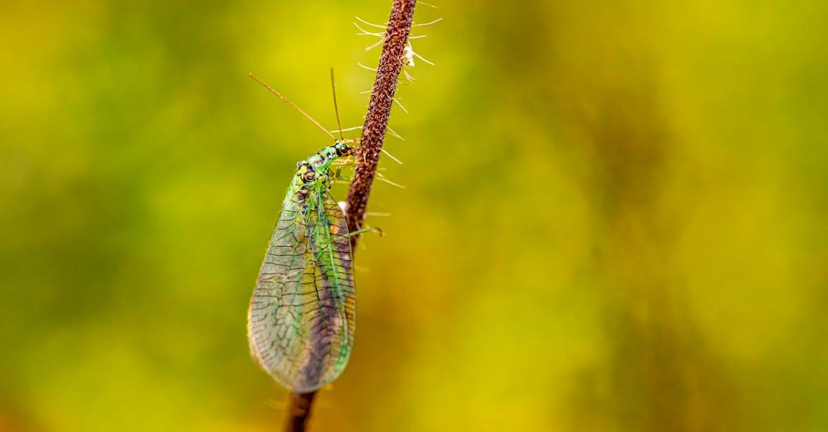 découvrez le chrysopes verts, ces insectes bénéfiques qui agissent comme alliés naturels dans vos jardins. apprenez à les reconnaître et à favoriser leur présence pour un contrôle écologique des nuisibles.