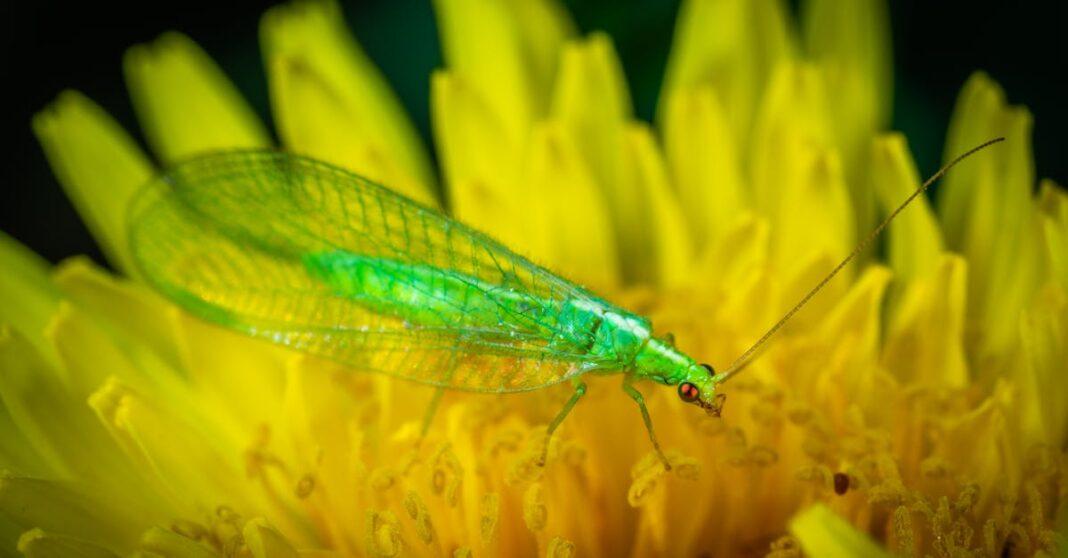 découvrez la délicate et fascinante guêpe lacewing verte, un insecte bénéfique pour votre jardin. apprenez comment cet allié naturel aide à contrôler les nuisibles et à favoriser la biodiversité.