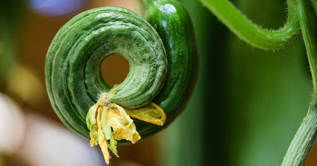 découvrez le green lacewing, un insecte bénéfique qui aide à contrôler les nuisibles dans votre jardin. apprenez-en plus sur ses caractéristiques, son habitat et son rôle essentiel dans l'écosystème.