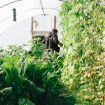 Construire Sa Propre Serre : Le Guide Pratique découvrez les avantages des serres pour cultiver vos plantes toute l'année. optimisez votre espace de jardinage avec des conseils pratiques et des astuces pour choisir et entretenir votre serre.