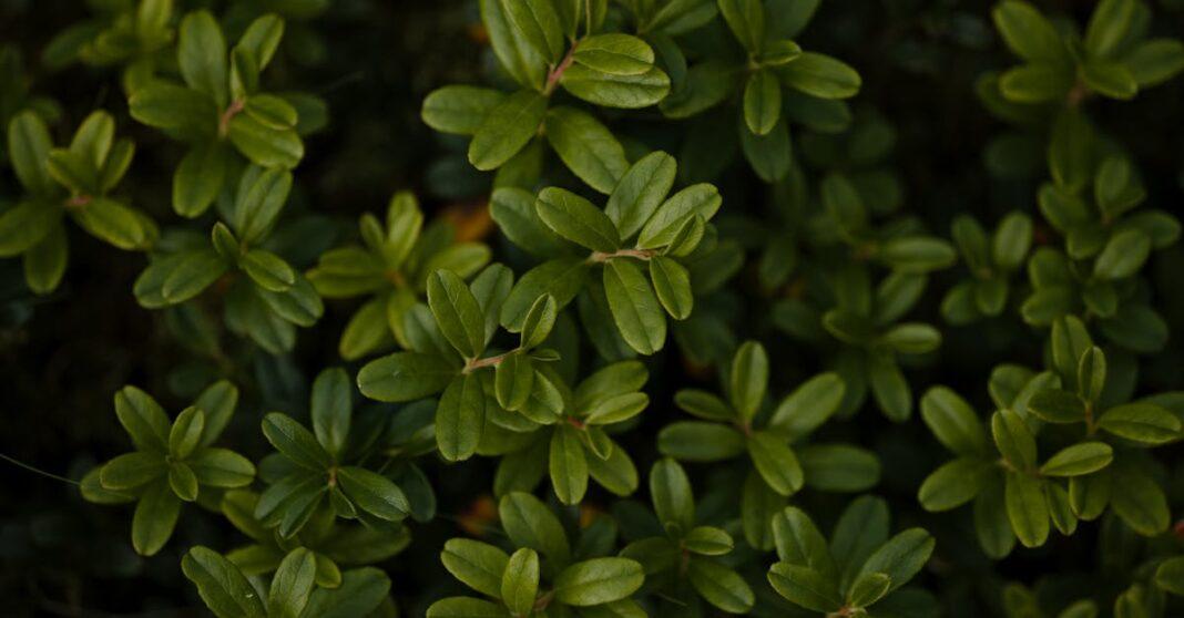 découvrez les meilleures solutions de couverture du sol pour embellir votre jardin. apprenez à choisir des plantes adaptées pour une esthétique durable et un entretien simplifié.