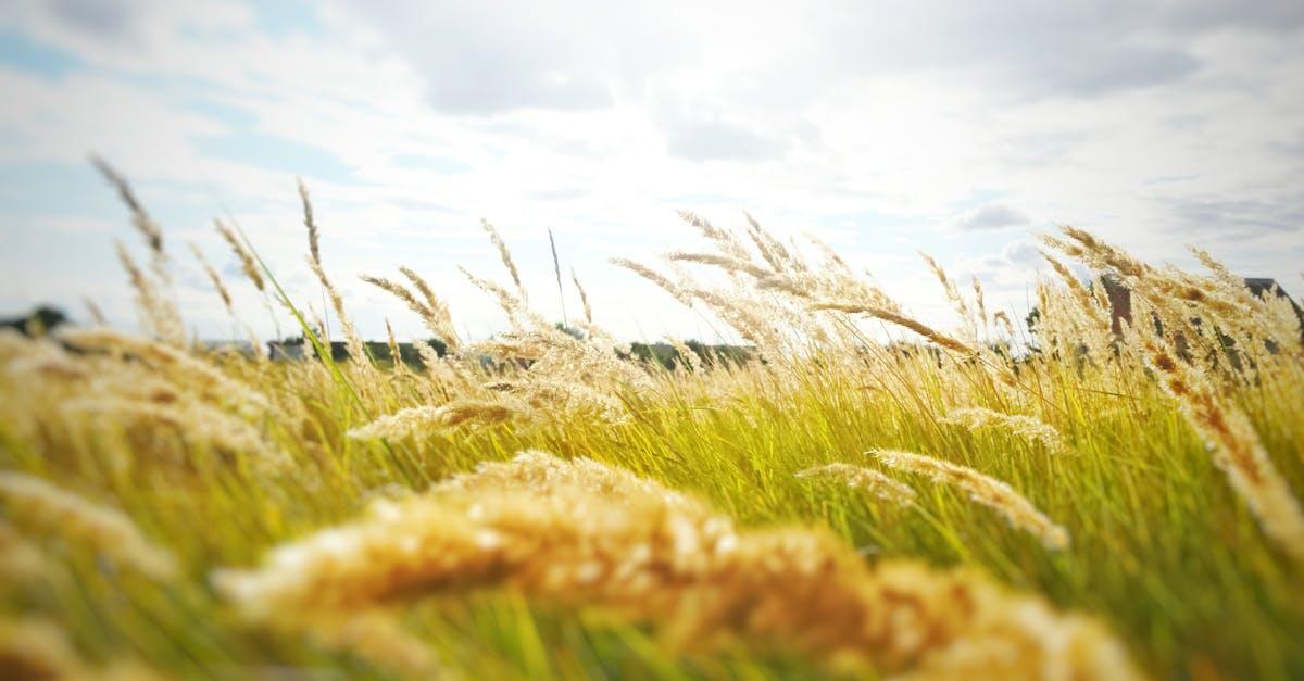découvrez le processus de la récolte, une étape essentielle dans l'agriculture, où les cultures mûrissent et sont prêtes à être cueillies. apprenez les techniques de récolte, les outils utilisés et l'importance de cette période pour garantir des produits frais et de qualité. plongez dans le monde fascinant de la récolte.