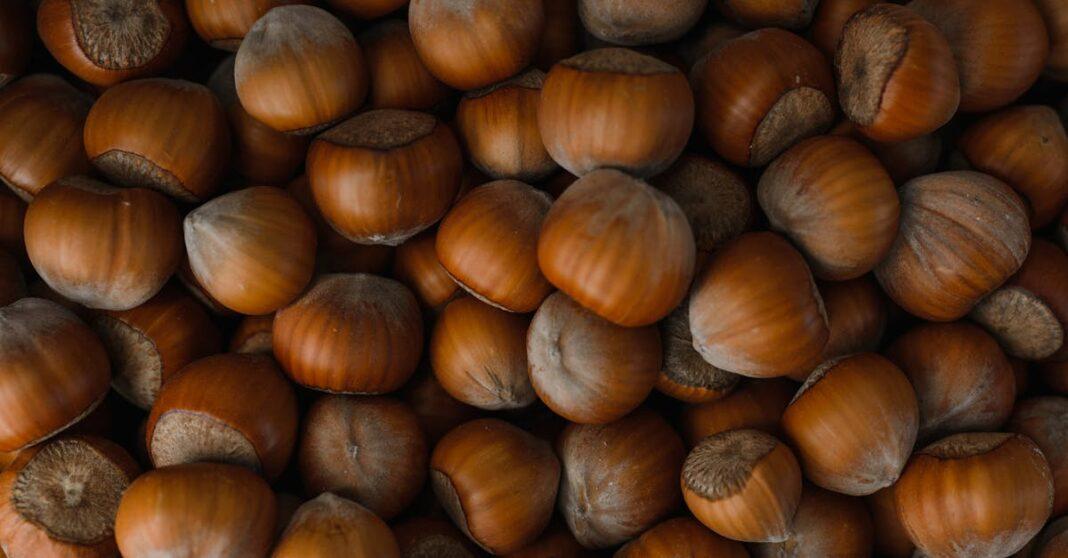 découvrez l'univers de la noisette : ses bienfaits, ses utilisations en cuisine et ses délicieuses recettes. apprenez à intégrer cet ingrédient savoureux et nutritif dans votre alimentation au quotidien.