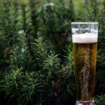 Le houblon : un trésor naturel pour apaiser le stress et favoriser la sérénité découvrez l'univers fascinant du houblon, un ingrédient clé de la bière artisanale. apprenez ses variétés, ses propriétés aromatiques et son rôle dans le processus de brassage. plongez dans l'histoire et les usages du houblon pour enrichir vos connaissances sur cette plante emblématique.