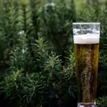 découvrez l'univers fascinant du houblon, un ingrédient clé de la bière artisanale. apprenez ses variétés, ses propriétés aromatiques et son rôle dans le processus de brassage. plongez dans l'histoire et les usages du houblon pour enrichir vos connaissances sur cette plante emblématique.