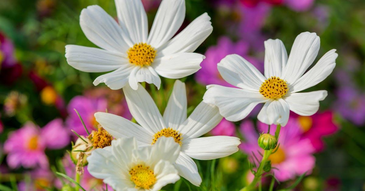 découvrez l'horticulture, l'art de cultiver des plantes ornementales et potagères. apprenez les techniques de jardinage, l'entretien des espaces verts, et les secrets des professionnels pour créer des jardins magnifiques et durables.