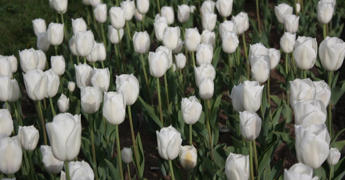 découvrez l'univers de l'horticulture : conseils pratiques, techniques de culture et variétés de plantes pour embellir votre jardin et cultiver des légumes frais. plongez dans la passion de la nature et apprenez à créer des espaces verts luxuriants.