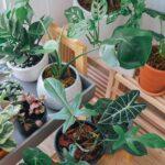 découvrez l'univers de l'horticulture, une discipline passionnante dédiée à la culture des plantes, fleurs et arbres. apprenez des techniques de jardinage, explorez les différentes variétés végétales et maîtrisez l'art de concevoir un espace vert harmonieux et épanouissant.