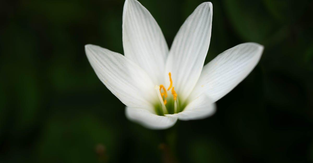 découvrez l'univers fascinant de l'horticulture, une pratique mêlant art et science pour cultiver des plantes, fleurs et légumes. apprenez des techniques de jardinage, d'aménagement paysager et explorez les variétés végétales qui embellissent nos espaces. ideal pour amateurs et professionnels souhaitant valoriser leur jardin ou leur potager.