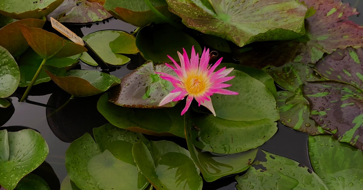 découvrez le monde fascinant de l'horticulture, où la passion pour les plantes rencontre l'expertise. apprenez des techniques de culture, d'entretien et d'aménagement de jardins pour faire fleurir votre environnement tout en respectant la biodiversité.