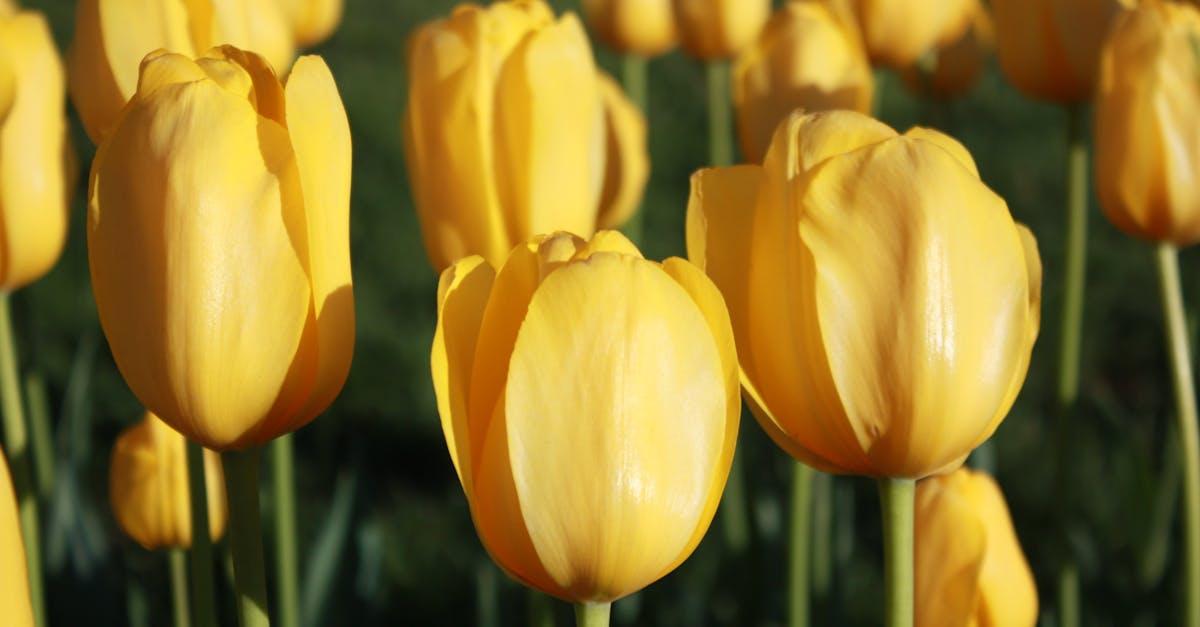 découvrez l'univers de l'horticulture, une pratique passionnante qui allie jardinage et science. apprenez à cultiver vos plantes, à développer vos compétences en aménagement paysager et à créer des espaces verts luxuriants. explorez des conseils, des techniques et des astuces pour faire prospérer votre jardin et embellir votre environnement.