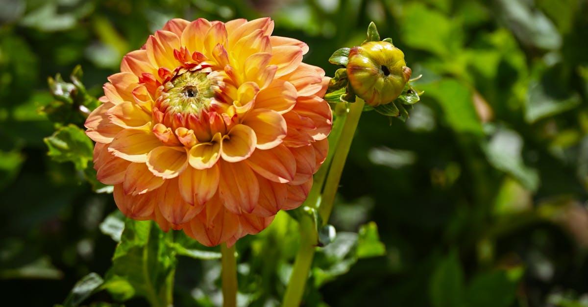 découvrez l'horticulture, l'art et la science de cultiver des plantes, des fleurs et des légumes. explorez des conseils pratiques, des techniques de jardinage et des informations sur les différentes espèces pour transformer votre espace extérieur en un véritable paradis florissant.