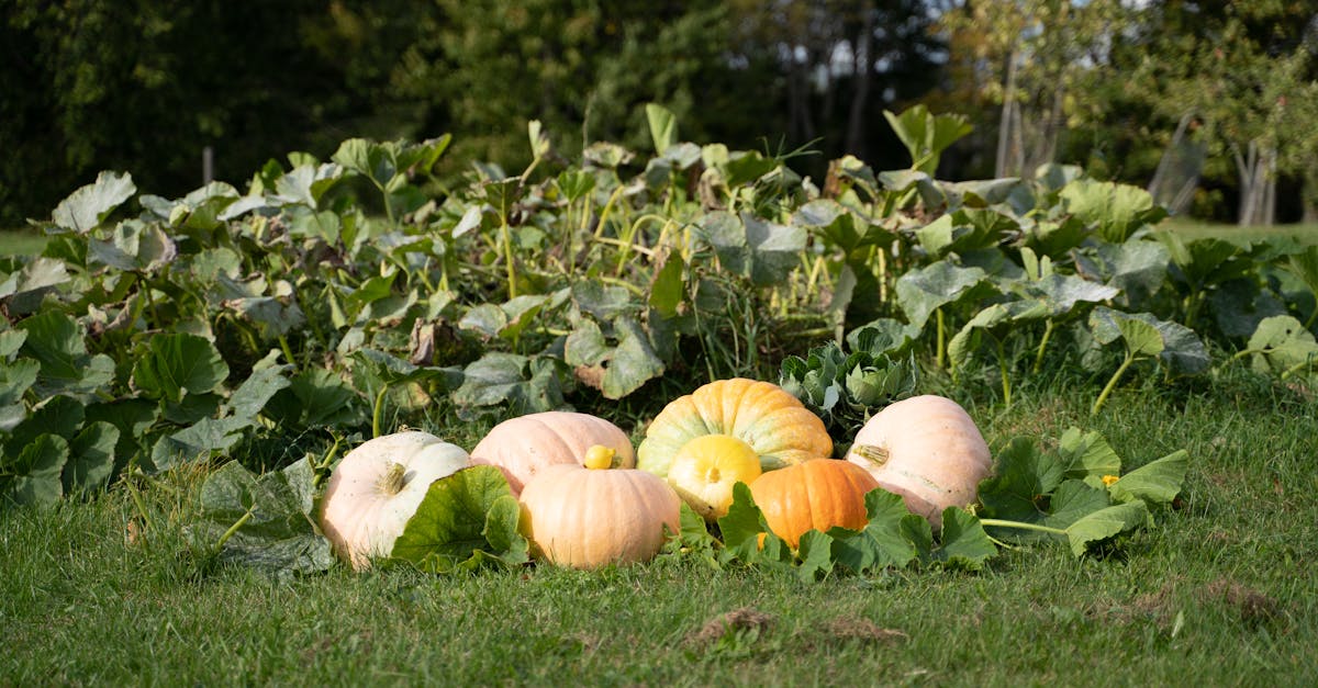découvrez l'art de l'horticulture : conseils, techniques et astuces pour cultiver vos plantes, fleurs et légumes avec succès. apprenez à maîtriser le jardinage et à embellir votre espace extérieur tout en profitant des bienfaits de la nature.