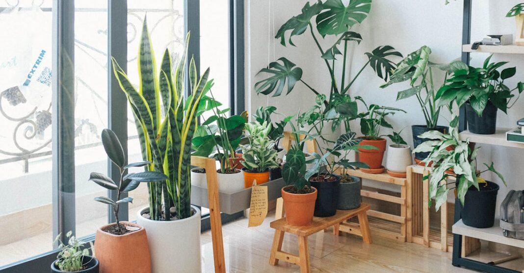 découvrez l'univers fascinant des plantes d'intérieur ! apprenez à choisir, entretenir et sublimer votre espace avec des houseplants variés qui apportent vie et fraîcheur à votre intérieur. astuces, conseils et inspirations pour transformer votre maison en un véritable oasis de verdure.