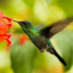 12 Fleurs Indispensables Pour Attirer Les Colibris découvrez le monde fascinant des colibris, ces oiseaux colorés et agiles. apprenez tout sur leur habitat, leur alimentation, et les différentes espèces de colibris qui enchantent nos jardins. explorez des conseils pour attirer ces merveilleuses créatures avec des fleurs et des mangeoires adaptées.