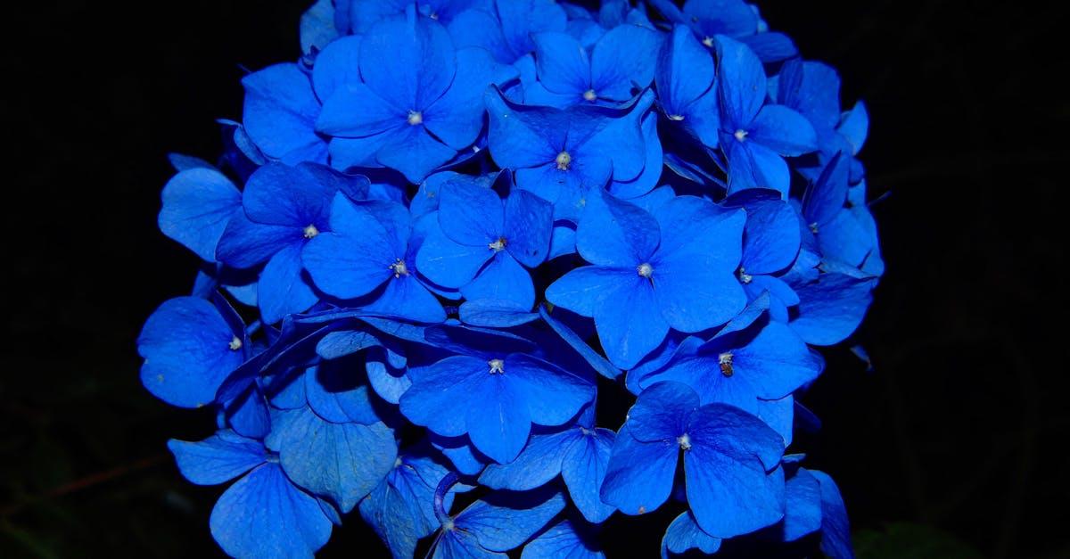 découvrez nos astuces pour réussir vos boutures d'hydrangeas et enrichir votre jardin avec ces magnifiques fleurs. suivez nos conseils pratiques pour propager facilement vos plantes préférées avec succès.