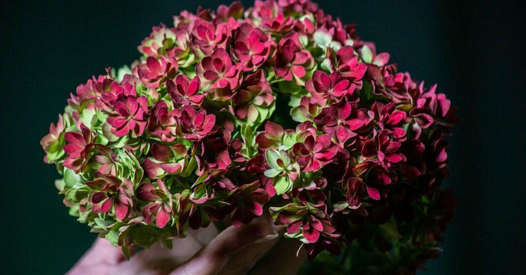 découvrez comment multiplier vos hortensias grâce à des boutures faciles à réaliser. suivez nos conseils pour réussir la culture de vos plantes et embellir votre jardin avec ces magnifiques fleurs.