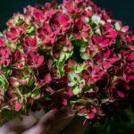 Les astuces pour réussir la bouture des hortensias découvrez comment multiplier vos hortensias grâce à des boutures faciles à réaliser. suivez nos conseils pour réussir la culture de vos plantes et embellir votre jardin avec ces magnifiques fleurs.