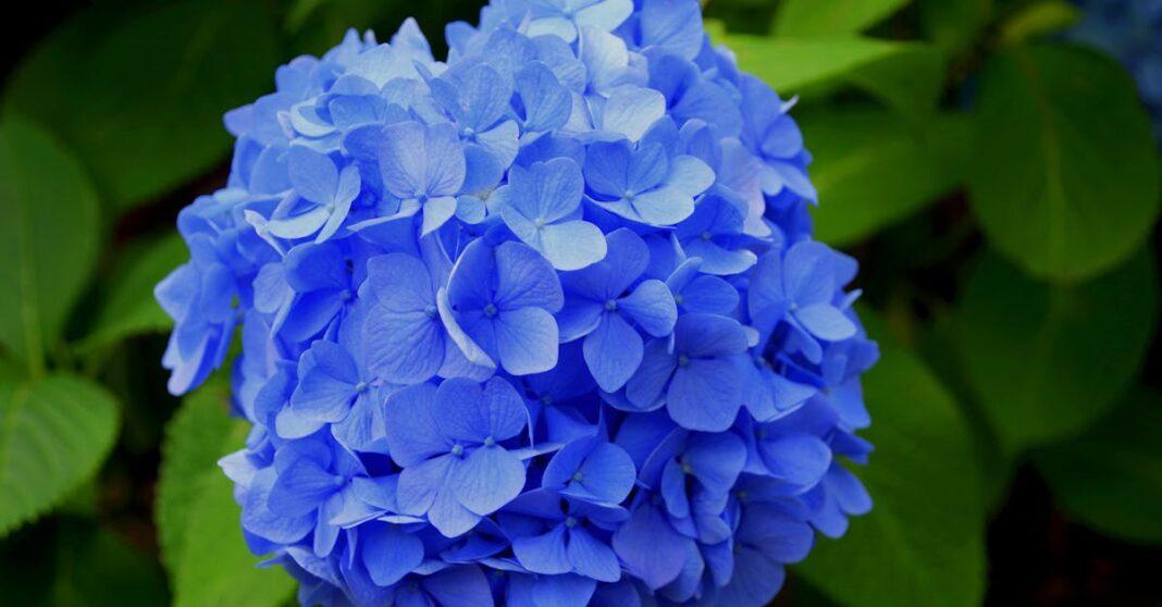 découvrez l'univers fascinant des hydrangeas, ces magnifiques plantes ornementales aux fleurs éclatantes et variées. apprenez à cultiver et entretenir ces fleurs emblématiques pour sublimer votre jardin ou votre intérieur.